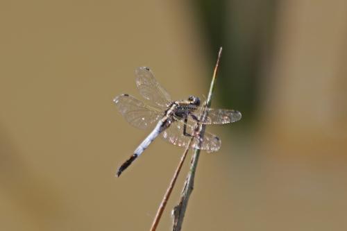 Orthetrum albistylum